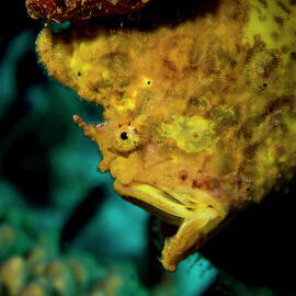Gapping Frogfish by Jean Noren