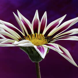 Gazania by Shirley Mitchell
