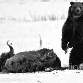 Getting Ready For Dinner - Yellowstone Grizzly 2018 Crop Black And White by Adam Jewell