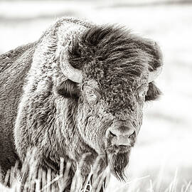 Ghost of the Prairie by Scott Bean