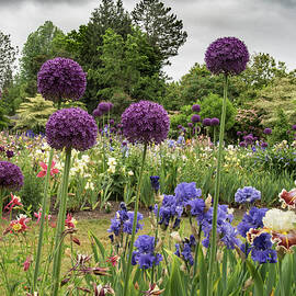 Giant Allium Guards by Jean Noren
