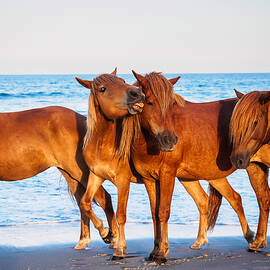 Give me a Little Kiss Assateague ponies by Louis Dallara