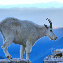 Glacier Mountain Goat by Adam Jewell