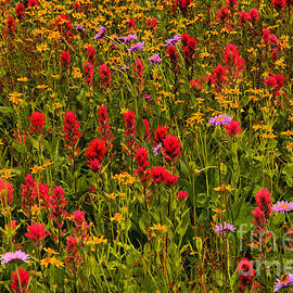 Glacier Wildflowers by Adam Jewell