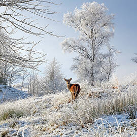 Glen Shiel Misty Winter Deer by Grant Glendinning