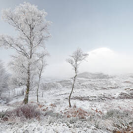 Glen Shiel Misty Winter Trees 2 by Grant Glendinning