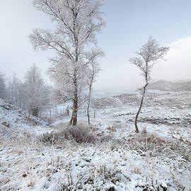 Glen Shiel Misty Winter Trees by Grant Glendinning