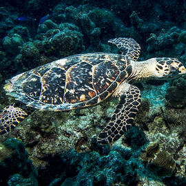 Gliding Hawksbill Turtle by Jean Noren