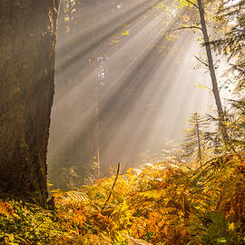 Glorious Light by Russell Wells