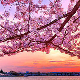 Glorious Sunset over Cherry Tree at the Jefferson Memorial  by Olivier Le Queinec