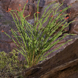 Glowing Ocotillo by Kelley King