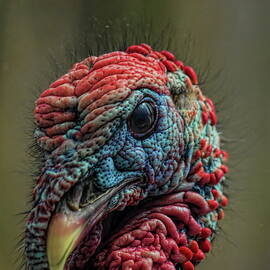 Gobbler Portrait by Dale Kauzlaric