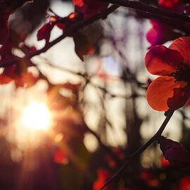 Golden Days by AM FineArtPrints