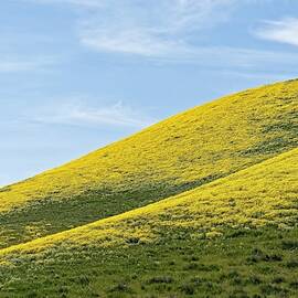 Golden Hills of California by KJ Swan