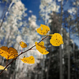 Golden Leaves Against a Muted Forest by Mary Lee Dereske