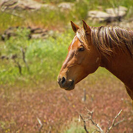 Golden Mustang Stallion by Waterdancer