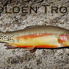 Golden Trout by Kelley King