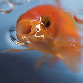Goldfish opening mouth to catch food by Sami Sarkis Photography