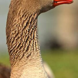 Goose by Adam Jewell