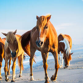 Assateague Wild Ponies by Louis Dallara