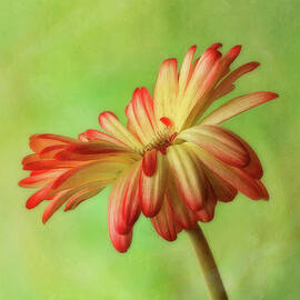 Graceful Daisy by Mary Jo Allen