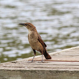 Grackle on a Dock by Alison Frank