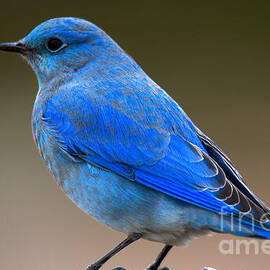 Grand Teton Bluebird Closeup by Adam Jewell