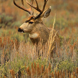 Grand Teton Buck by Adam Jewell