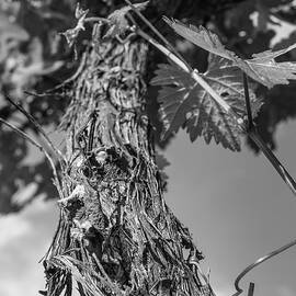 Grape Vine in Mono by Georgia Clare