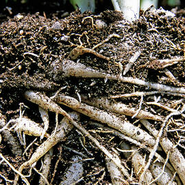 Grass roots tangled up together in soil by Sami Sarkis Photography
