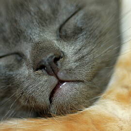 Gray kitten lying fast asleep with his head on another kitten by Sami Sarkis Photography