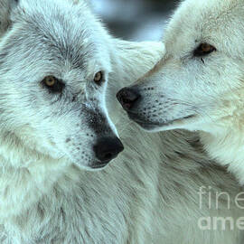 Gray Wolves Nose To Nose by Adam Jewell
