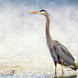 Great Blue Heron by Bill and Linda Tiepelman