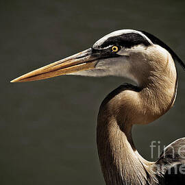 Great Blue Heron Close Up Portrait by Stefano Senise