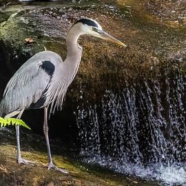 Great Blue Heron by Ed Clark