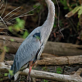 Great Blue Heron in Florida Swamp by Natural Focal Point Photography