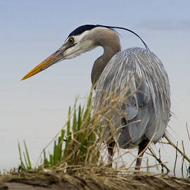 Great Blue Heron Ready to Strike by Jean Noren