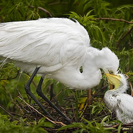 Great Egret and Chick by Susan Candelario