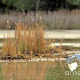 Great White Heron Over the Lake by Natural Focal Point Photography