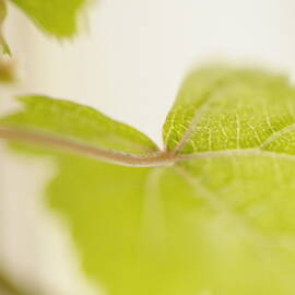 Green grapevine leaf by Sami Sarkis Photography