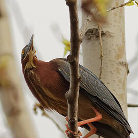 Green Heron on Wood Lake by Natural Focal Point Photography
