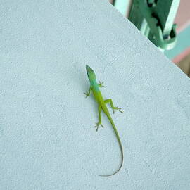Green lizard climbing a blue wall by Sami Sarkis Photography