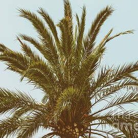 Green Palm Tree On Blue Sky by Jessie Kean