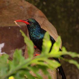 Green Wood Hoopoe 2 by Flees Photos