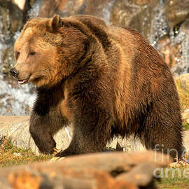 Grizzly At The Falls by Adam Jewell