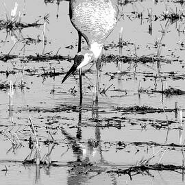 Grus Canadensis 2