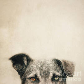 Half Dog by Priska Wettstein