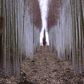 Hall of Poplars by Jean Noren