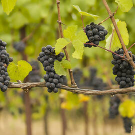 Harvest by Jean Noren