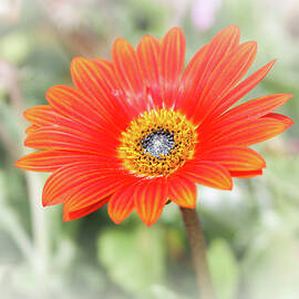 Hazy Daisy by Alison Frank